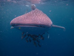Berenang Bareng Hiu Tutul di Kalimantan Timur, Berani?