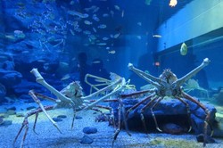 Lupakan Godzilla, Ada Kepiting Monster di Osaka, Jepang