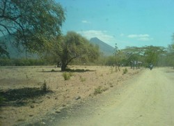 Africa Van Java Ada di Situbondo