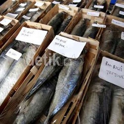 Negara Cuma Dapat Rp 300 Miliar/Tahun dari Ikan Laut, Menko Maritim: Kekecilan