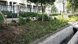 Pasca Pesta Kemenangan Persib Taman dan Pot Bunga di Bandung Rusak