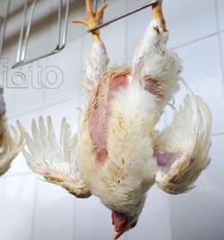 Ketika Masalah Bau Tahi Ayam Sampai ke Mahkamah Agung