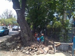 Perbaikan Trotoar di Bandung Tebang Pohon, Pemkot akan Ganti Pohon Baru