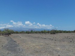 Di Mana Tempat Mencari Ribuan Sapi Liar di Dompu, Sumbawa?