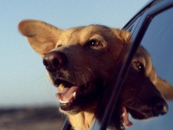 Tips Membawa Hewan Peliharaan Agar Dapat Berkendara dengan Nyaman