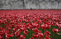Menikmati Cantiknya Ribuan Bunga Poppy di Tower of London
