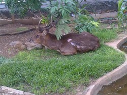 Berlarian di Kuburan, Rusa Malang ini Diamankan ke Kantor Polisi