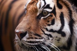 Seekor Harimau Lepas di Dekat Paris