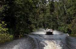 5 Hutan Paling Liar di Indonesia