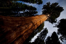 Hutan di Amerika Ini Punya Pohon Raksasa