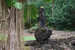 Hutan di Hawaii Ini Pohonnya dari Lahar