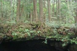 Menelusuri Fakta Aokigahara, Hutan Bunuh Diri di Jepang