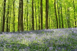 Eropa Punya Hutan Berwarna Biru