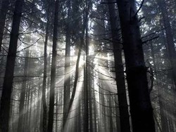 Misteri Hutan Hitam di Jerman