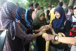 Ada Ular-ular Narsis di Blang Padang, Banda Aceh