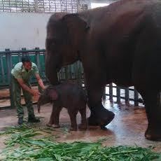 Anakan Gajah Sumatera Lahir di Taman Safari Prigen