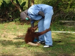 1 Orangutan Ditemukan Terpanggang di Kebun Sawit Kalbar