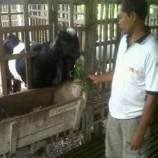 Sebagian Peternak Kambing Etawa di Tulungagung Memilih Tetap Bertahan