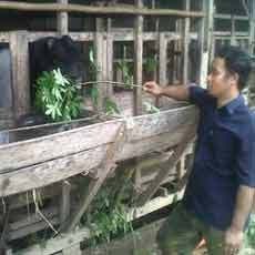 Kisah Peternak Kambing Etawa yang Sempat Berjaya