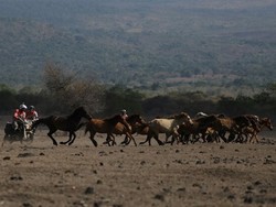 Merasakan Jadi Koboi Amerika di Pulau Sumbawa