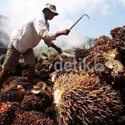 45% Kebun Sawit RI Dikuasai Rakyat