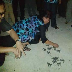 Lepas 69 Anak Penyu ke Laut, Menteri Susi: Jangan Balik Lagi Ya