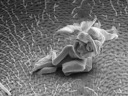 Patung Terkecil Ini Bisa Berdiri di Atas Rambut Manusia