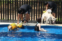 Unik! Singapura Punya Hotel Mewah Untuk Hewan Peliharaan