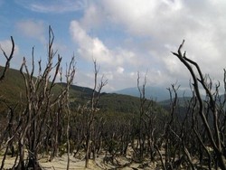 Ini Dia Hutan Mati yang Cantik di Gunung Papandayan