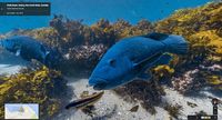 Patut Dicoba! Jelajah Bawah Laut di Google Street View