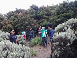Gunung Papandayan Punya Surga Edelweis