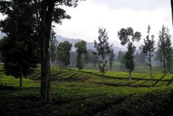 Kencan Adem di Puncak Bogor, Ini Pilihannya