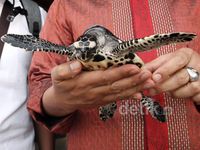 Pelepasan Tukik di Gili Trawangan