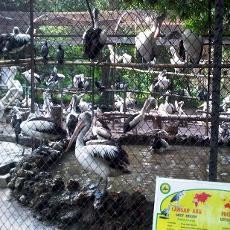 Menteri Siti Nurbaya Batal Tengok KBS