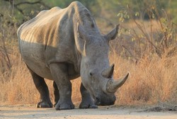 Diserang Badak, Dada dan Panggul Pria Ini Babak Belur