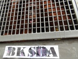 Ini Sheila, Orangutan yang Suka Mandi dan Bersihkan Kandang Sendiri