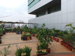 Taman Toga dan Bubur Kacang Hijau, Andalan Kemenkes untuk Hemat Anggaran