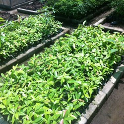 Newmont Habiskan Rp 2,2 Triliun untuk Reklamasi 770 Hektar Lahan Tambang