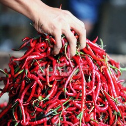Begini Panjangnya Rantai Distribusi Cabai Jatim ke Jakarta yang Bikin Harga Tinggi