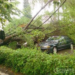 Tiga Mobil Tertimpa Pohon Tumbang Saat Hujan Deras di Depok