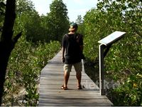 Taman Mangrove Karimun Jawa