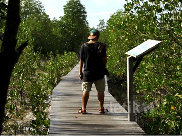 Taman Mangrove Karimun Jawa
