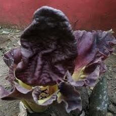 Bunga Bangkai Mekar di Halaman Rumah Warga Pasuruan