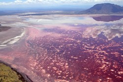 Ajaib! Danau di Tanzania Ini Dapat Membuat Hewan Membatu