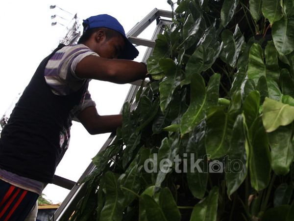 Perawatan Taman Vertikal