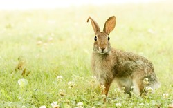 Konsumsi Daging Kelinci, Halal atau Haram?
