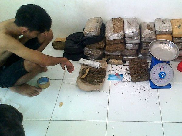 BNN Amankan 64 Kilogram Ganja