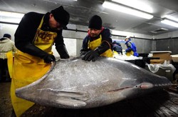 Bluefin Tuna dan Pufferfish Terancam Punah Karena Tingginya Konsumsi