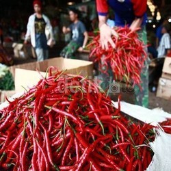 Lonjakan Harga Cabai Terulang Setiap Tahun, Ini Penyebabnya