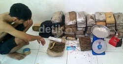 BNN Amankan 64 Kg Ganja, 2 Remaja di Bawah Umur Ikut Diciduk